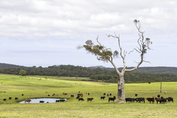 Granja ganadera australiana —  Fotos de Stock