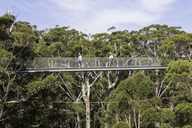 Ağacın en üst yürüyüş