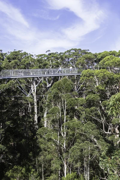 Caminata de árbol — Foto de Stock