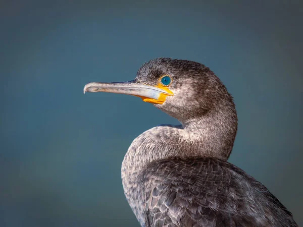 Портрет Мис Баклан Phalacrocorax Capensis Мис Півострова Південно Африканська Республіка — стокове фото