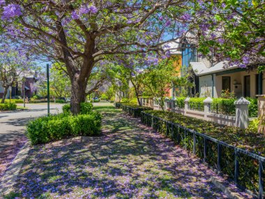 Jacaranda trees blooming in front of townhouses in the suburb of Subiaco in Perth, Western Australia. clipart