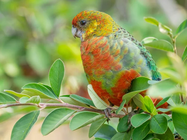 Ritratto Una Rosella Occidentale Femminile Più Piccola Delle Roselle Endemica — Foto Stock