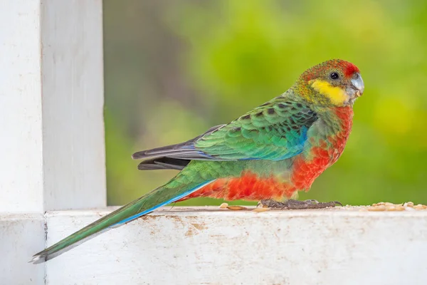 Maschio Rosella Occidentale Che Nutre Questa Specie Più Piccola Delle — Foto Stock