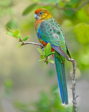 Batı Avustralya 'nın güneybatı kesimine özgü, Rosella' ların en küçüğü olan dişi bir Batı Rosella..