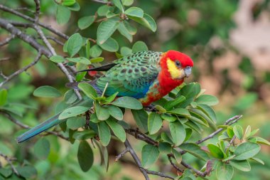 Batı Avustralya 'nın güneybatı kesimine özgü, Rosella' ların en küçüğü olan erkek bir Rosella..
