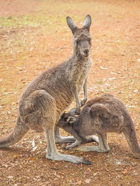 Western Grey Kangaroo Macropus Fuliginosus Feeding Its Youngster Known Joey — Stock Photo, Image