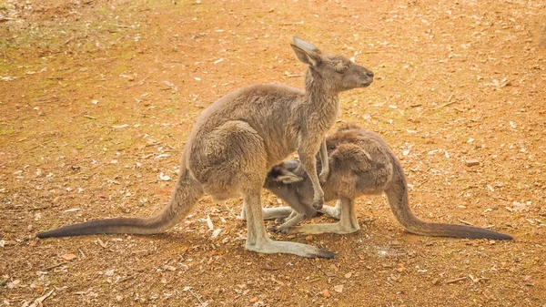 Západní Šedý Klokan Macropus Fuliginosus Krmící Své Mládě Známý Jako — Stock fotografie