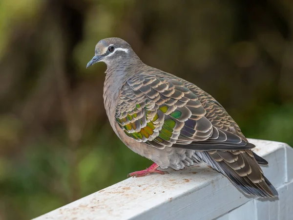 常见的青铜翼 Common Bronzewing 是一种中等体形 体型庞大的鸽子 它们原产于澳大利亚 也是该国最常见的鸽子之一 — 图库照片