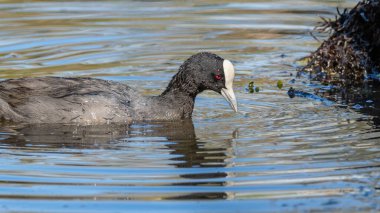 Avrasya yaban ördeği (