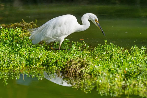 Ein Seidenreiher Auf Pirsch John Oldham Park Perth Westaustralien — Stockfoto