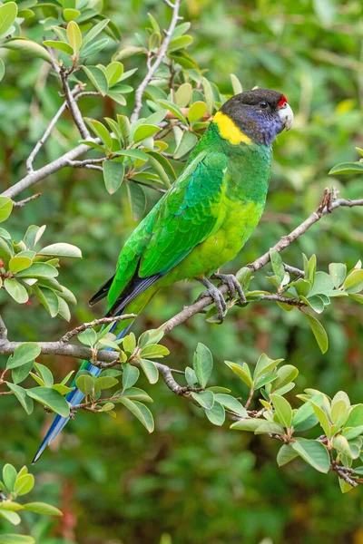 Ringneck Australiano Raça Ocidental Conhecido Como Papagaio Fotografado Uma Floresta — Fotografia de Stock