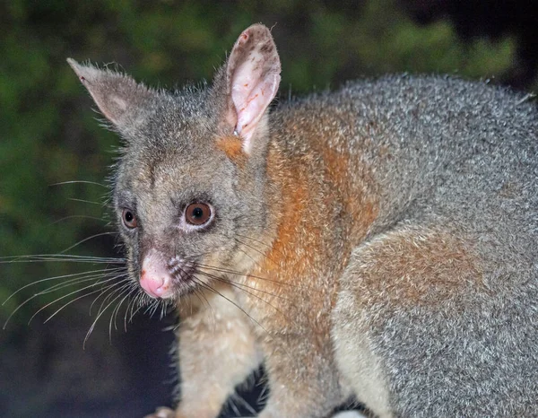 Male Common Brushtail Possum Feeding South Western Australia — Stock Photo, Image