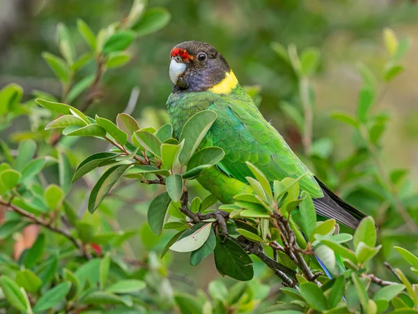 Ringneck Australiano Raça Ocidental Conhecido Como Papagaio Fotografado Uma Floresta — Fotografia de Stock