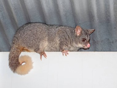 Avustralya 'nın güneybatısında yaygın bir keseli sıçan..