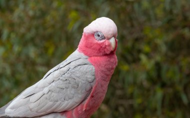 Batı Avustralya 'daki John Forrest Ulusal Parkı' nda çekilen galah, pembe ve gri kakadu ya da gül göğüslü kakadu olarak da bilinir..