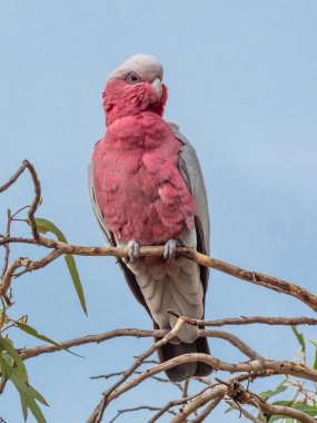 Galah aynı zamanda pembe ve gri papağan ya da gül göğüslü papağan olarak da bilinir. Batı Avustralya 'daki John Forrest Ulusal Parkı' nda çekilmiş..
