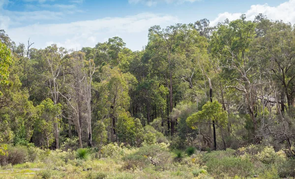 Bäume John Forrest Nationalpark Der Nähe Von Perth Westaustralien — Stockfoto