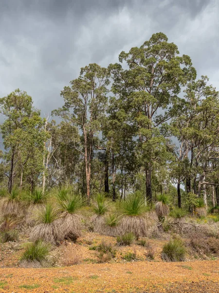 西澳大利亚珀斯附近约翰福雷斯特国家公园的林地 前景一片蓝草 — 图库照片