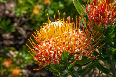 Güney Afrika 'daki Cape Town, Kirstenbosch Ulusal Botanik Bahçesi' nde çiçek açan Leucospermum erubescens (Oranjevlam / Orange Flame). Protea ailesine ait olan leucospermumyalar Güney Afrika 'ya özgüdür..