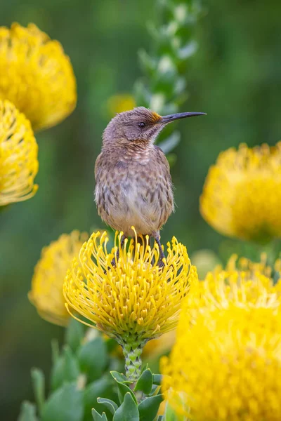 南アフリカのフニボスでは 蜜を食べるケープシュガーバード Promerops Cafer はお茶の花からの糧に由来し 植物は受粉のために鳥に依存します — ストック写真