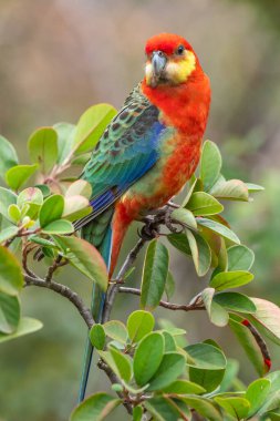 Batı Avustralya 'nın güneybatı kesimine özgü, Rosella' ların en küçüğü olan erkek bir Rosella..