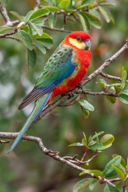 Batı Avustralya 'nın güneybatı kesimine özgü, Rosella' ların en küçüğü olan erkek bir Rosella..