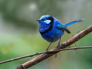Muhteşem peri çadırı (Malurus splendens) Avustralya 'nın büyük bir kısmında bulunur. Üreme tüyleri içindeki erkek, ağırlıklı olarak parlak mavi ve siyah renkli küçük, uzun kuyruklu bir kuştur..
