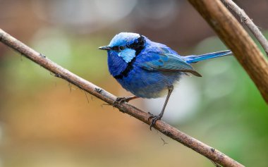 The splendid fairywren (Malurus splendens) is found across much of Australia. The male in breeding plumage is a small, long-tailed bird of predominantly bright blue and black colouration. clipart