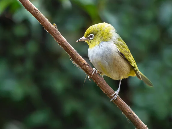 Silvereye Zosterops Lateralis Small Bird Conspicuous Ring White Feathers Eye — Stock Photo, Image
