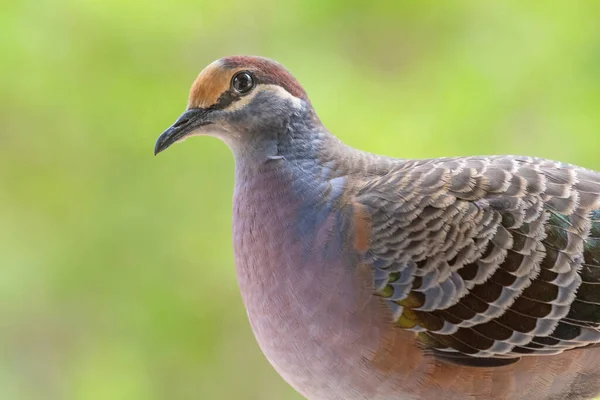 Bronzewing Comune Phaps Chalcoptera Una Specie Piccione Medie Dimensioni Pesantemente — Foto Stock