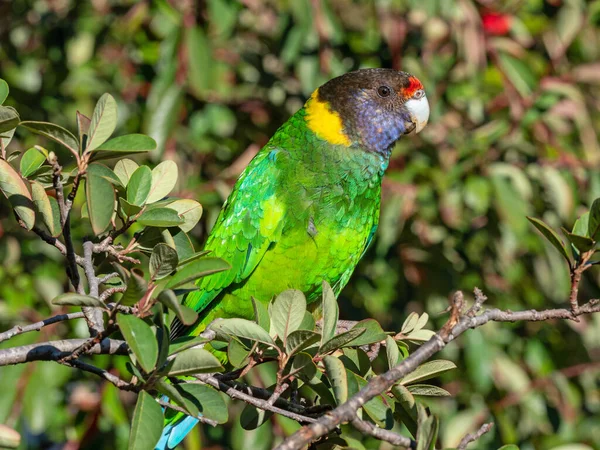 Australian Ringneck Western Race Known Twenty Eight Parrot Photographed Forest — Stock Photo, Image