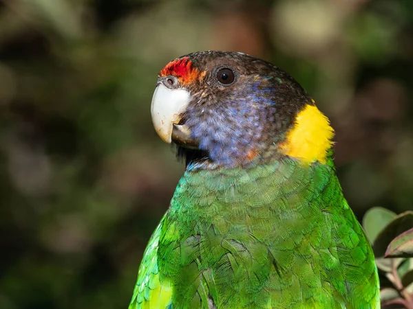 Portrét Australského Krunýře Západního Závodu Známého Jako Dvacetosm Papoušků Vyfocený — Stock fotografie
