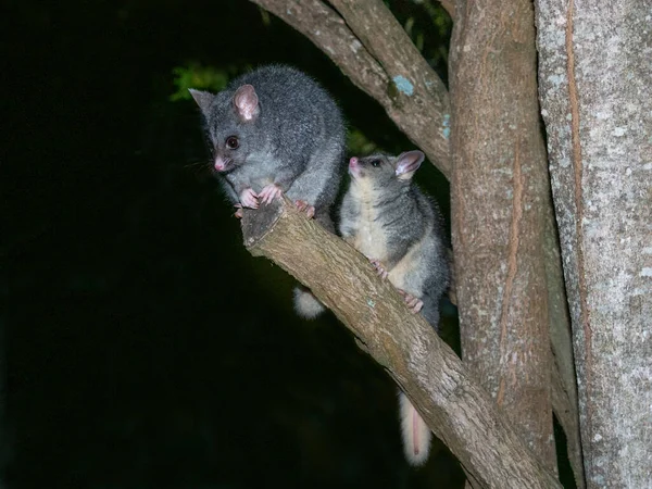 澳大利亚西部的一棵树上 一只年轻的普通长尾负鼠和它的母亲在一起 — 图库照片