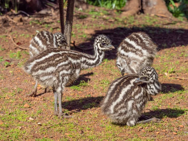 Čtyři Mladé Emu Kuřátka Blízké Svému Otci Jsou Endemické Austrálie — Stock fotografie