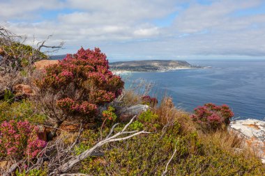 Long Beach 'in yükseltilmiş manzarası, ön planda fynbos ve arka planda Kommetjie kasabası, Cape Peninsula, Güney Afrika.