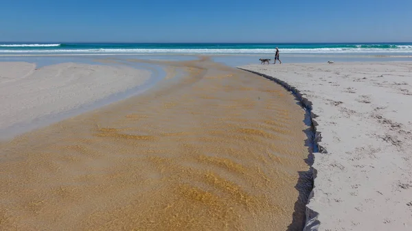 Bir Kadın Köpekleri Cape Town Long Beach — Stok fotoğraf