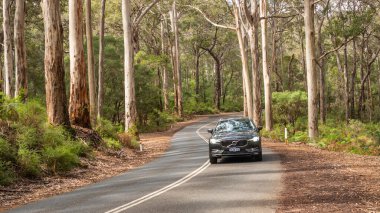 MARGARET RIVER, AUSTRALYA - 18 Eylül 2021: Mağara Yolu Batı Avustralya 'nın Margaret Nehri yakınlarındaki Boranup Karee Ormanı' ndan geçiyor.