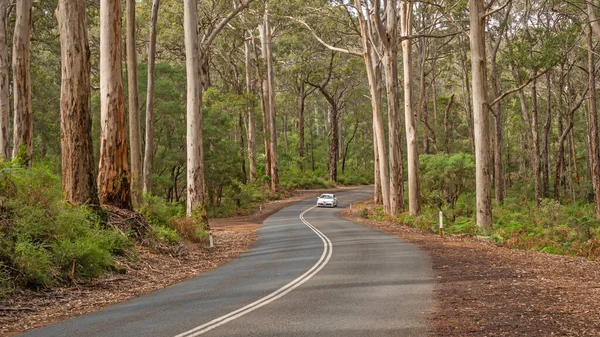 Margaret River Austrália Setembro 2021 Estrada Das Cavernas Atravessa Floresta — Fotografia de Stock