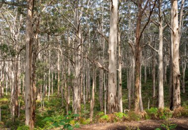 Batı Avustralya 'nın Margaret Nehri yakınlarındaki Leeuwin-Naturaliste Ulusal Parkı' nda Boranup Karee Ormanı.