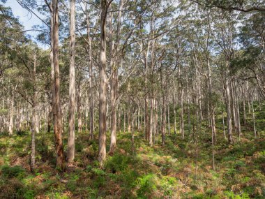 Batı Avustralya 'nın Margaret Nehri yakınlarındaki Leeuwin-Naturaliste Ulusal Parkı' nda Boranup Karee Ormanı.