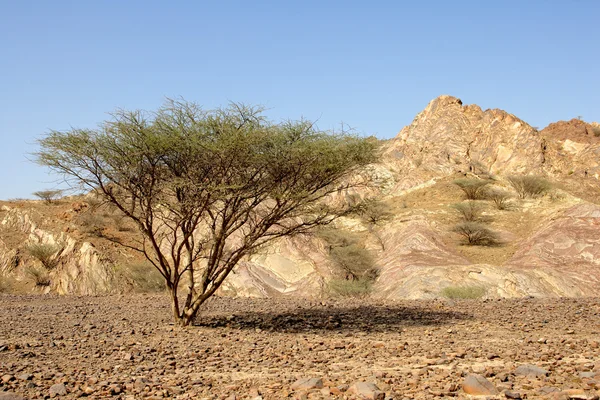 Planície de cascalho Omani — Fotografia de Stock