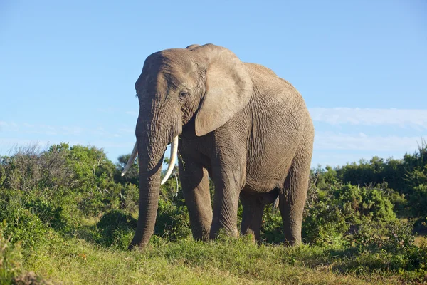 Addo éléphant — Photo