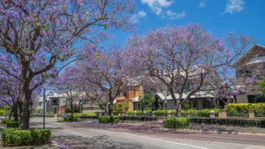 Batı Avustralya 'nın Perth kentindeki Subiaco banliyösündeki konutların önünde çiçek açan Jacaranda ağaçları.