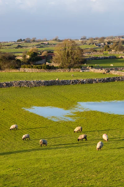 Írországban a juh — Stock Fotó