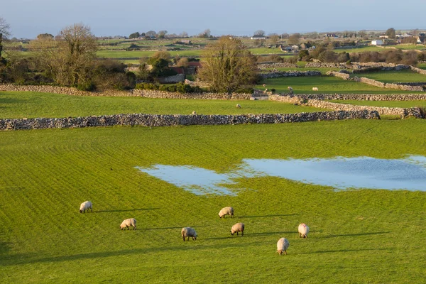 Írországban a juh — Stock Fotó
