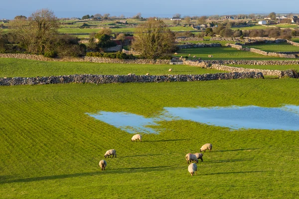 Sheep in Ireland — Stock Photo, Image