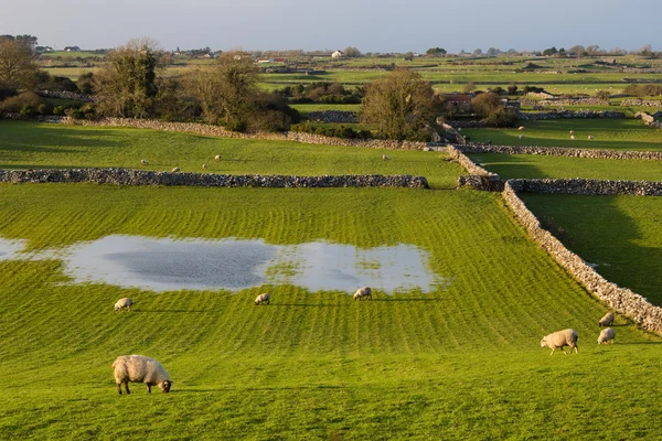 Sheep in Ireland — Stock Photo, Image