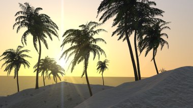 Günbatımı Palmiye kıyı