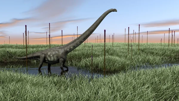 Mamenchisaurus walking in swamp — Stock Photo, Image