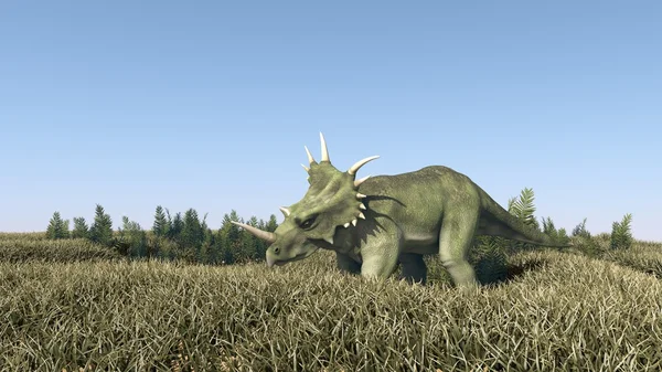 Styracosaurus grazing in grass — Stock Photo, Image